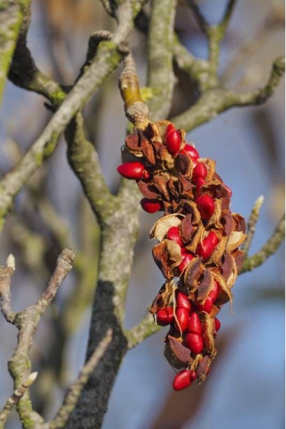 Магнолія суланжа Ломбарді Роуз